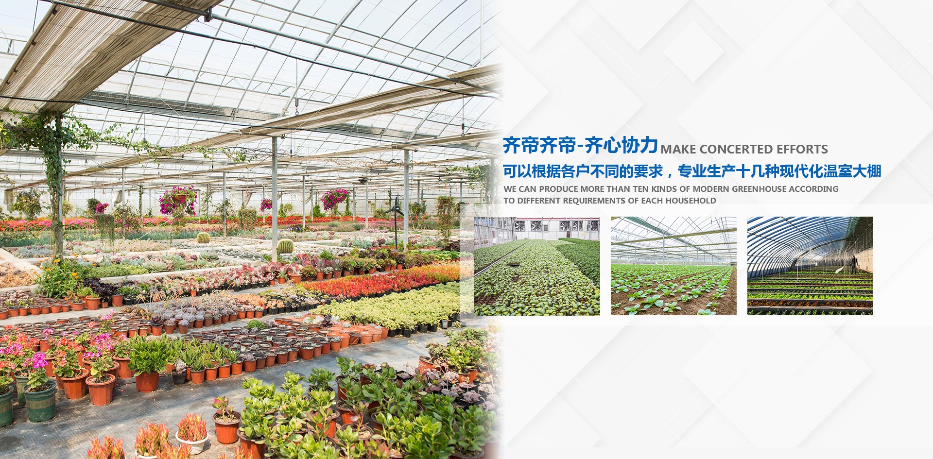 溫室蔬菜大棚,溫室大棚建造,連棟大棚建造